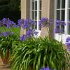 Agapanthus Hybriden Northern Star