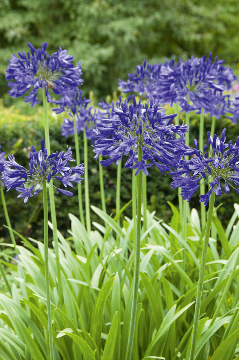 Agapanthus Hybriden Northern Star