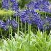 Agapanthus Hybriden Northern Star