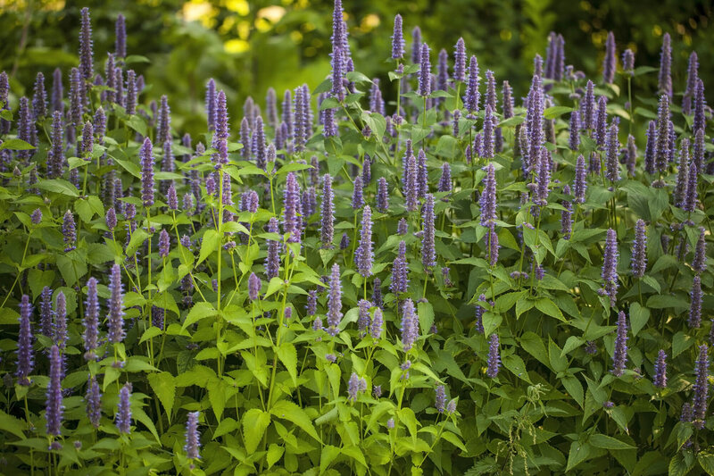 Agastache rugosa Blue Fortune