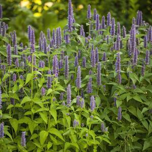 Agastache rugosa Blue Fortune