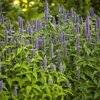Agastache rugosa Blue Fortune