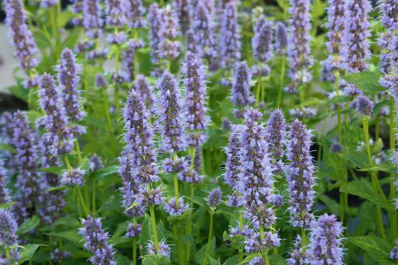 Agastache rugosa Blue Fortune