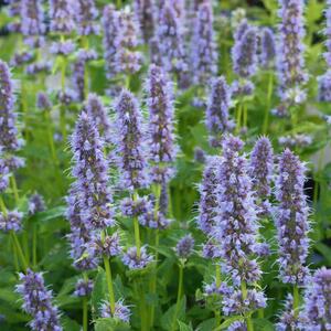 Agastache rugosa Blue Fortune