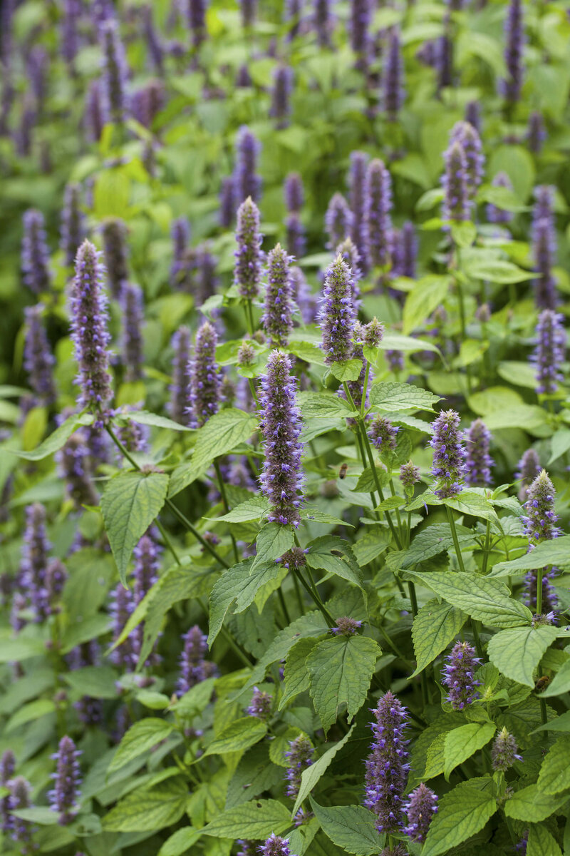 Agastache rugosa Blue Fortune