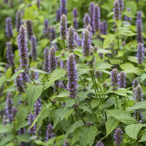 Agastache rugosa Blue Fortune