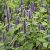 Agastache rugosa Blue Fortune