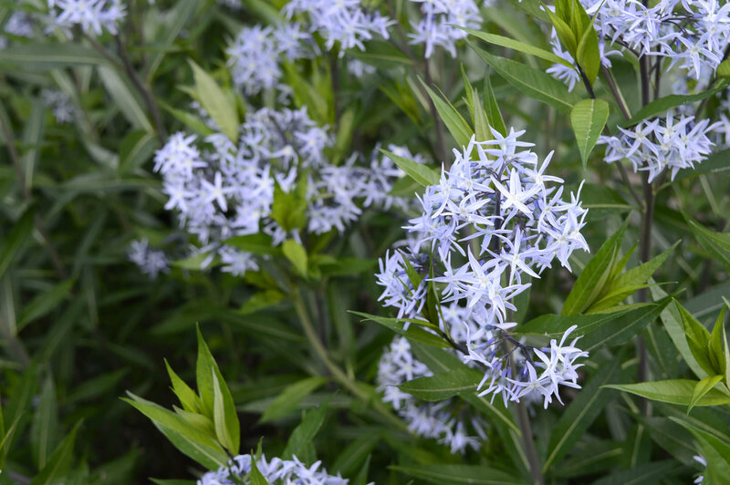 Amsonia tabernaemontana Blue Ice