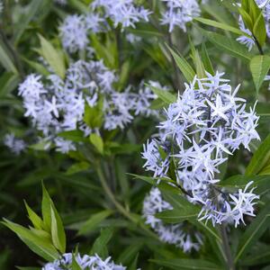 Amsonia tabernaemontana Blue Ice