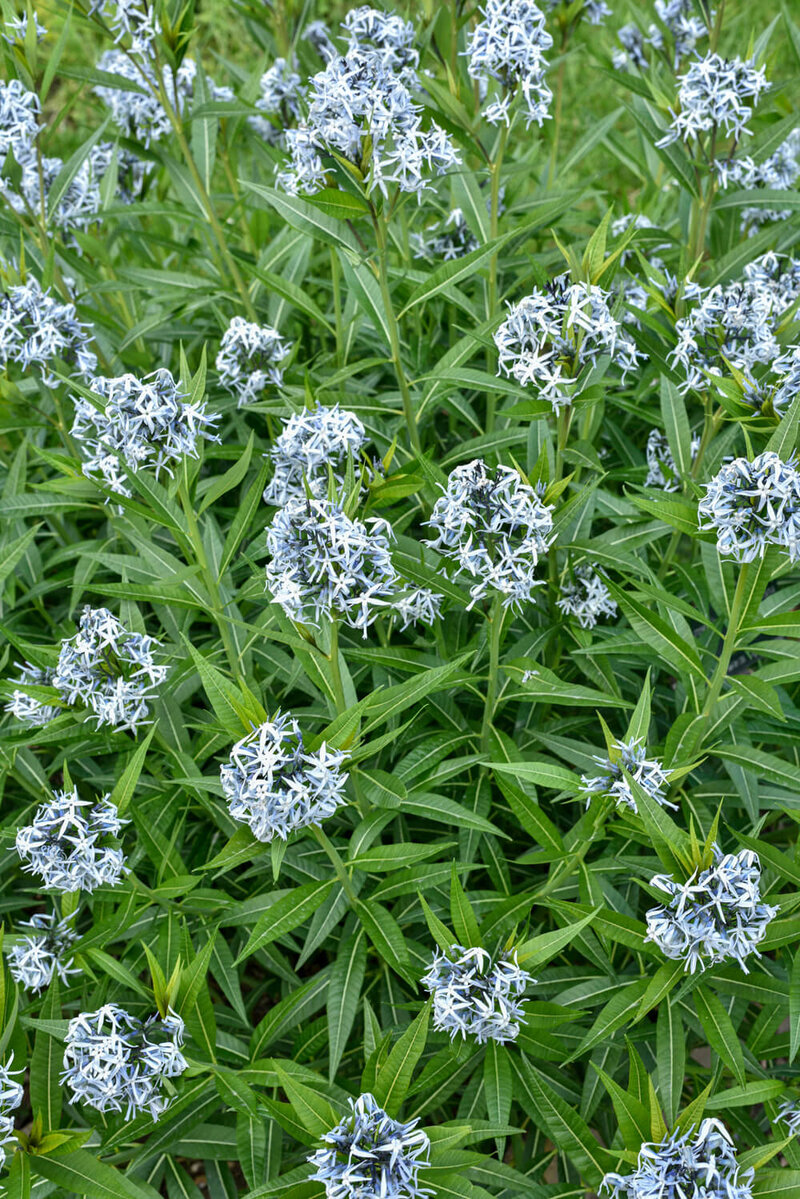 Amsonia tabernaemontana Blue Ice