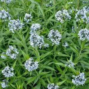 Amsonia tabernaemontana Blue Ice