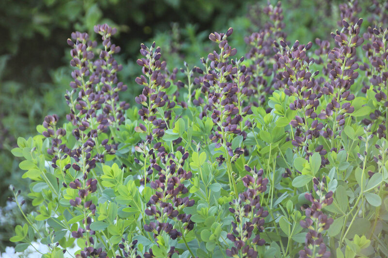 Baptisia x variicolor Twilite Prairieblues