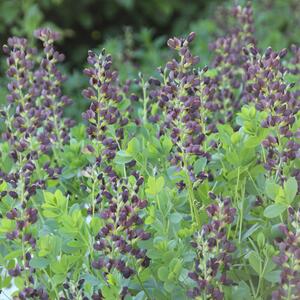 Baptisia x variicolor Twilite Prairieblues