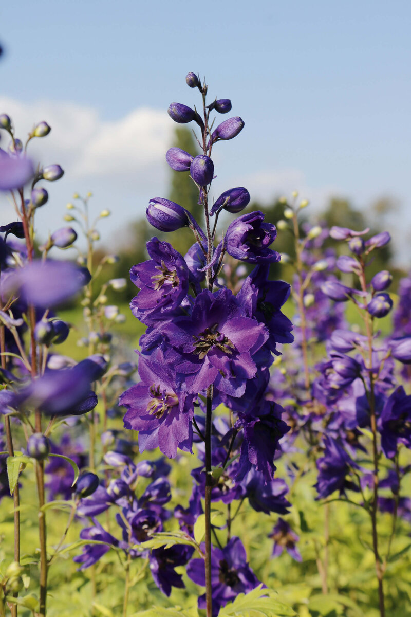 Delphinium Pacific - Hybriden Black Knight
