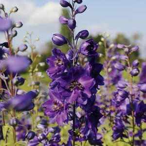 Delphinium Pacific - Hybriden Black Knight