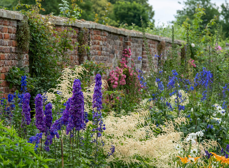 Delphinium Pacific - Hybriden Black Knight