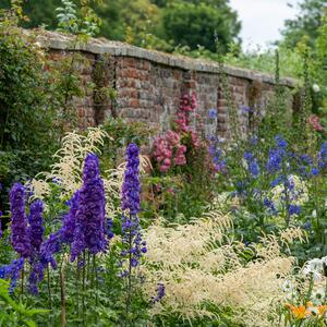 Delphinium Pacific - Hybriden Black Knight