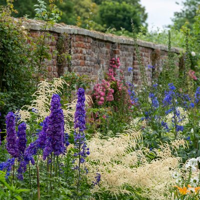 Delphinium Pacific - Hybriden Black Knight