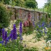 Delphinium Pacific - Hybriden Black Knight