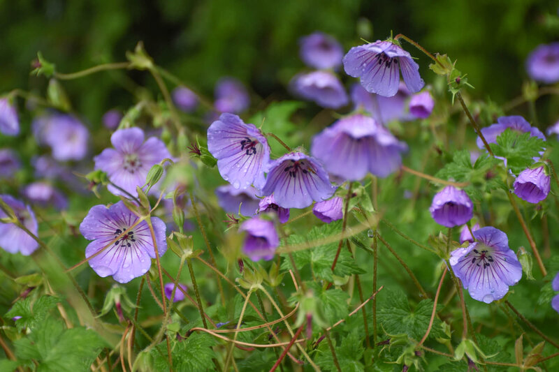 Geranium wallichianum Magical All Summer Blue