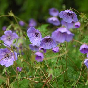 Geranium wallichianum Magical All Summer Blue