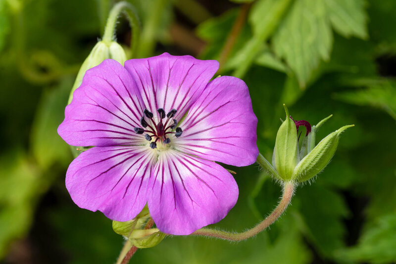 Geranium wallichianum Magical All Summer Blue