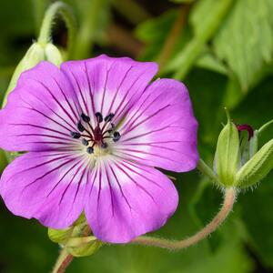 Geranium wallichianum Magical All Summer Blue