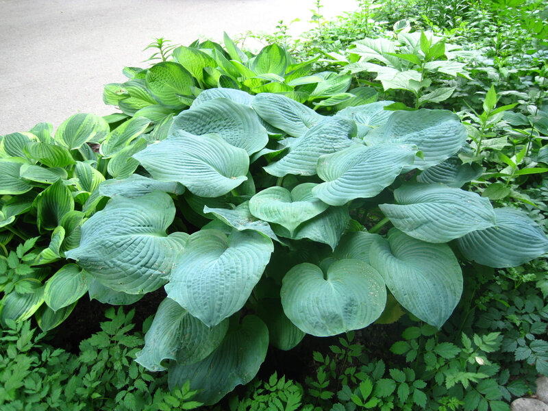 Hosta sieboldiana Elegans