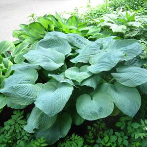 Hosta sieboldiana Elegans