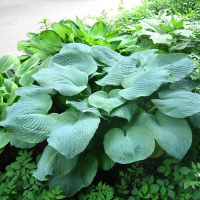 Hosta sieboldiana Elegans
