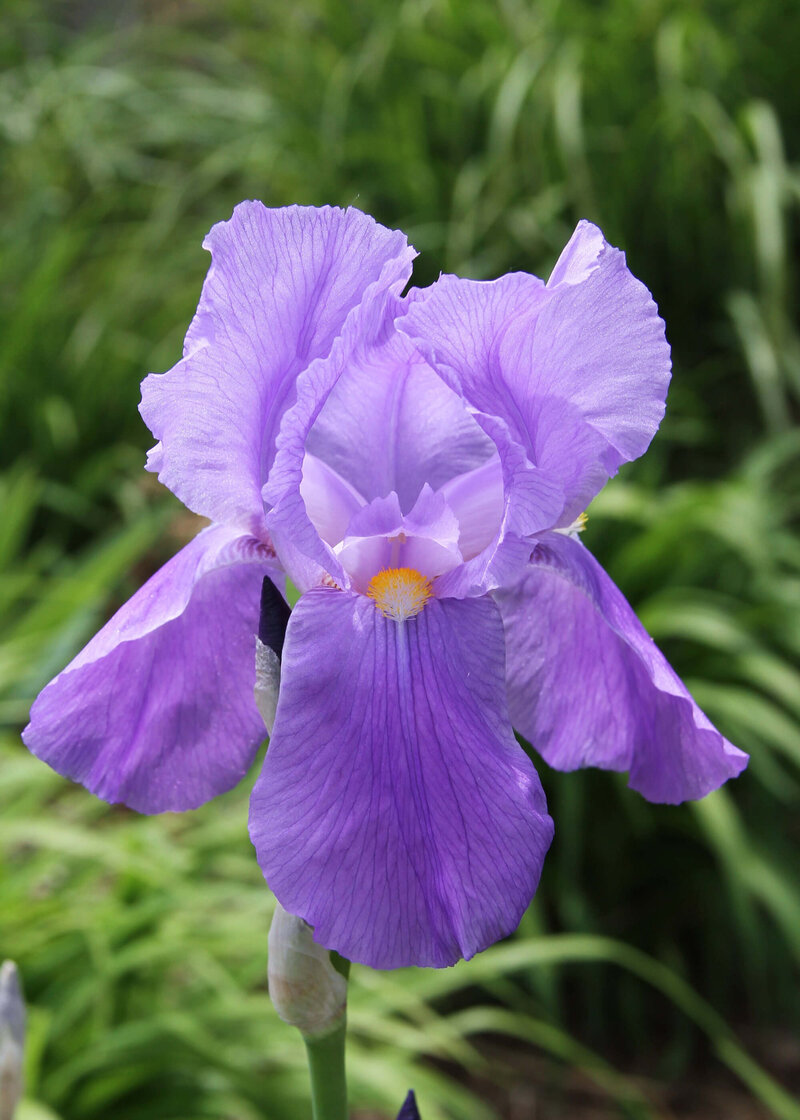 Iris Barbata - Elatior Lovely Again