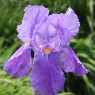 Iris Barbata - Elatior Lovely Again