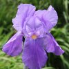 Iris Barbata - Elatior Lovely Again