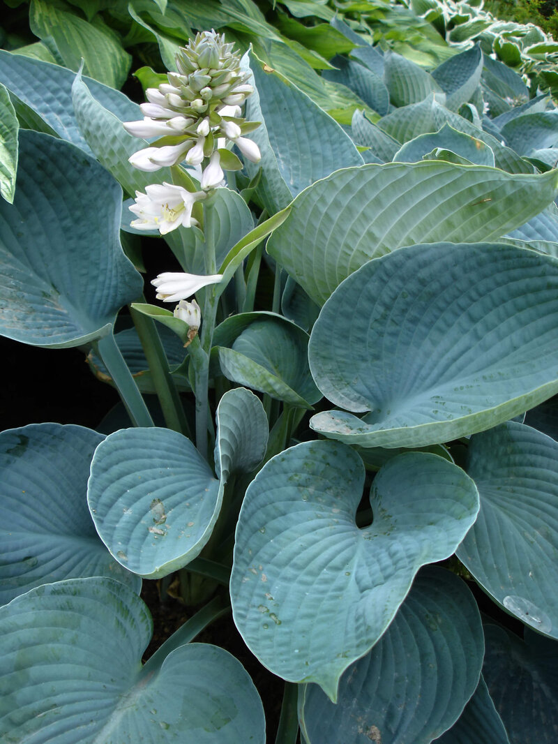 Hosta sieboldiana Elegans