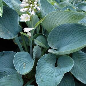 Hosta sieboldiana Elegans
