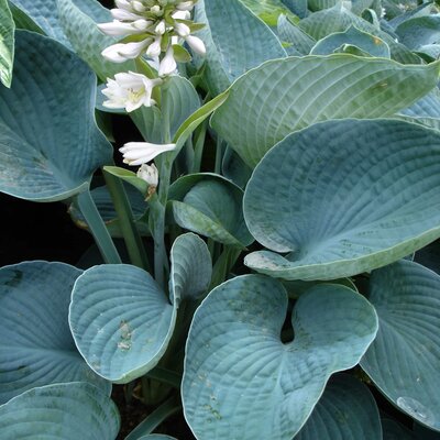 Hosta sieboldiana Elegans