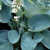 Hosta sieboldiana Elegans