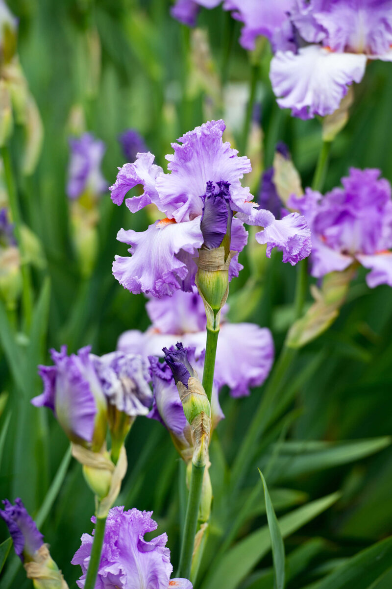 Iris Barbata - Elatior Lovely Again