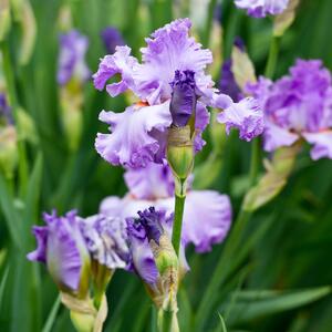 Iris Barbata - Elatior Lovely Again