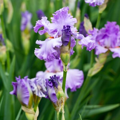 Iris Barbata - Elatior Lovely Again