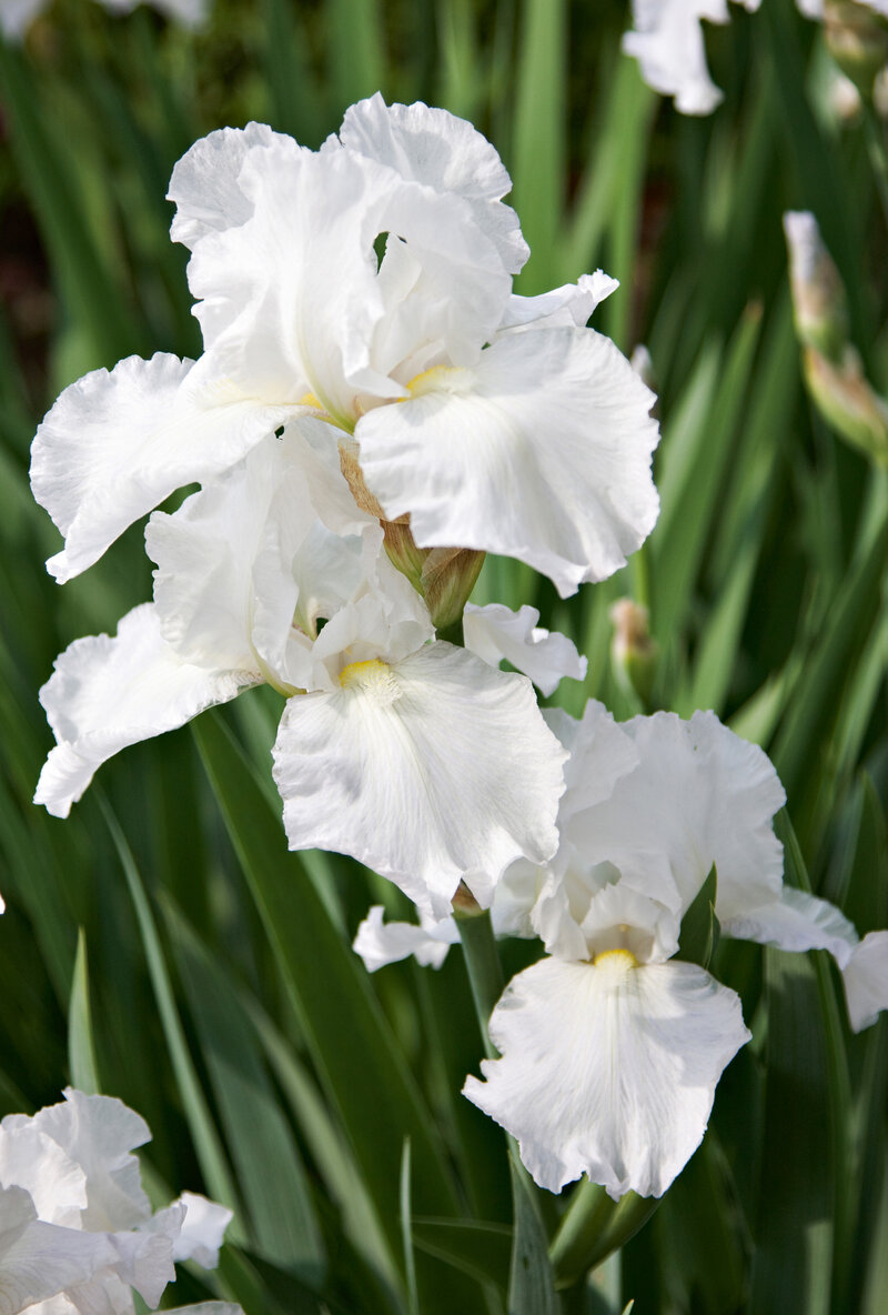 Iris Barbata - Elatior Cliffs of Dover