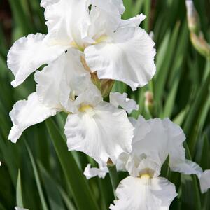 Iris Barbata - Elatior Cliffs of Dover