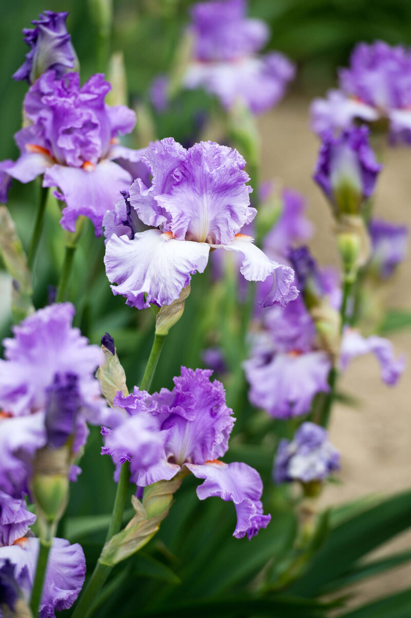 Iris Barbata - Elatior Lovely Again