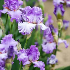 Iris Barbata - Elatior Lovely Again