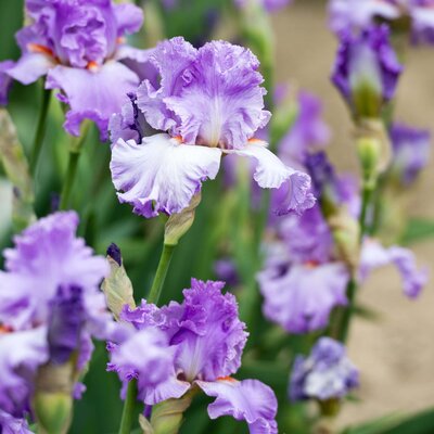Iris Barbata - Elatior Lovely Again