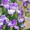 Iris Barbata - Elatior Lovely Again