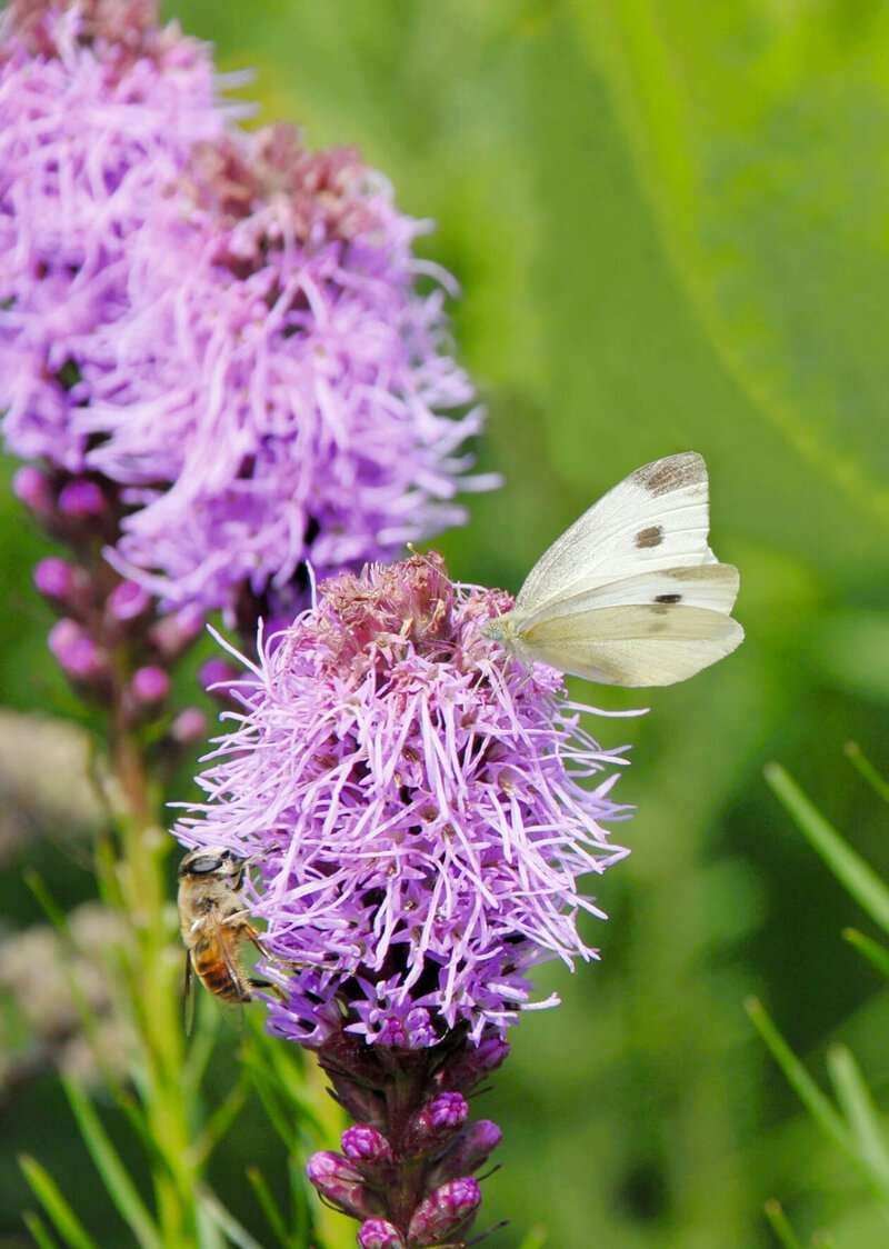 Liatris spicata Kobold