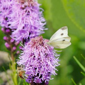 Liatris spicata Kobold