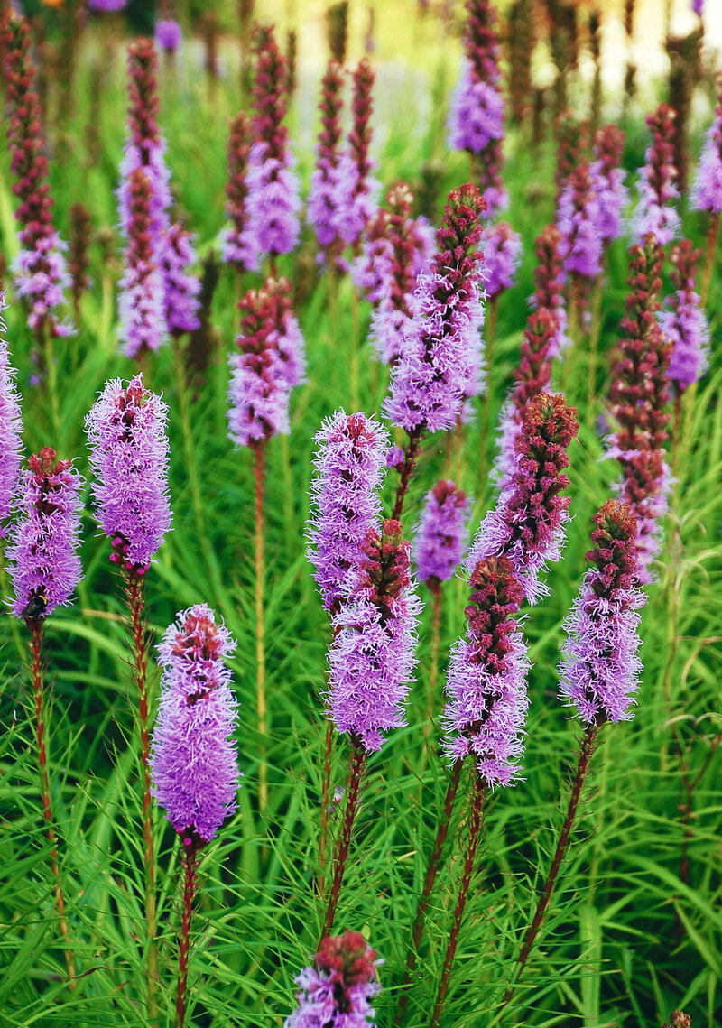 Liatris spicata Kobold