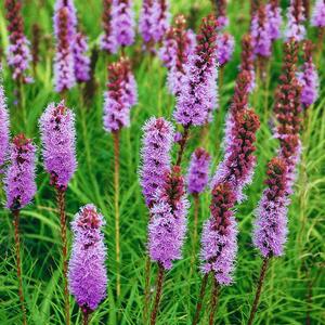 Liatris spicata Kobold